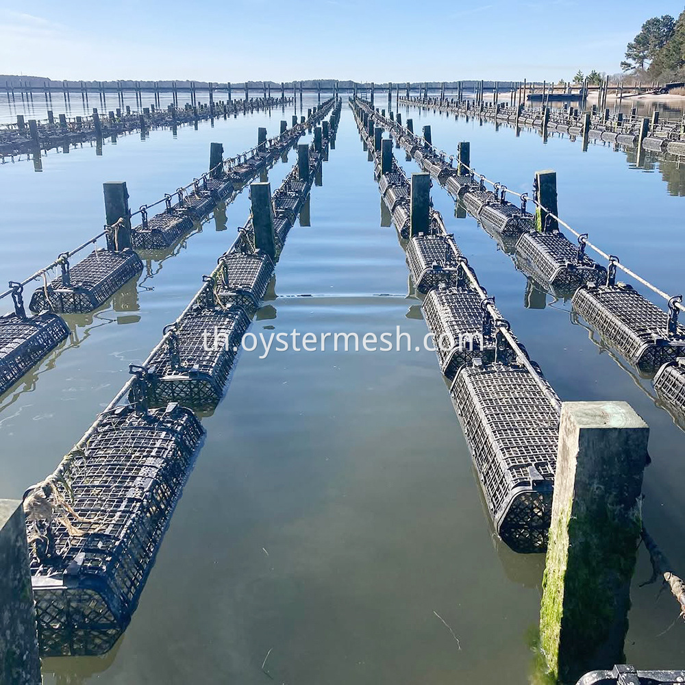 Oyster Cages